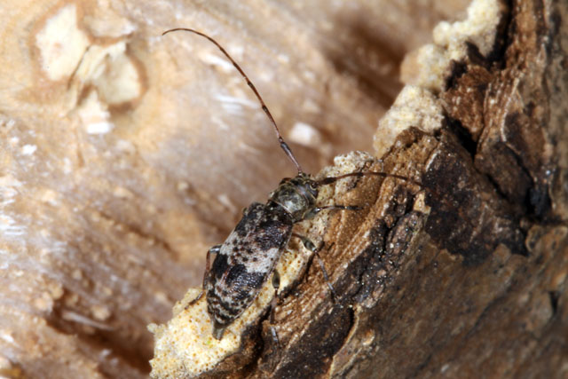 Leiopus nebulosus - Copyright Denis Bourgeois